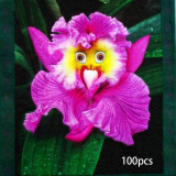 Human face orchid seed