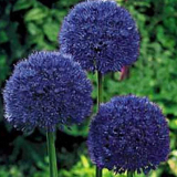 Large Flowered Scallion Seeds