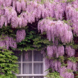 Wisteria tree seeds